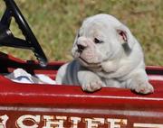 English Bulldog Puppies available