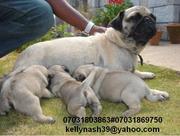 Health guarantee pug puppies for sale