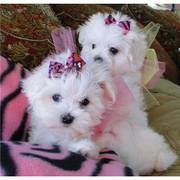 Excellent Male And Female Tea Cup Maltese Puppies for free to good hom