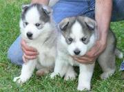 BLUE EYE SIBERIAN HUSKY PUPPIES AVAILABLE FOR RE-HOMING