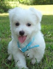 lovely adorable maltese puppies