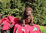 beautiful Chocolate Labrador Puppy